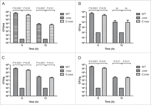 Figure 3. Colonization of various tissues of mice by the WT, Δnox and CΔnox strains. Mice were inoculated intraperitoneally with ∼2 × 107 CFU of the WT, Δnox and CΔnox strains, respectively. Bacterial counts in the blood (A), brain (B), liver (C) and spleen (D) were examined at 6 h and 12 h post infection. The data shown are means with standard deviations for the results from 2 independent experiments. No bacterial cells could be recovered from mice in the Δnox group, and the data shown are the limits of detection. Statistical analyses were performed by a repeated measures test with a Tukey post test. Significant differences were found at 6 h and 12 h between the Δnox group and the WT group, and between the Δnox group and the CΔnox group for all tissues examined, with the exception of brain at 12 h.