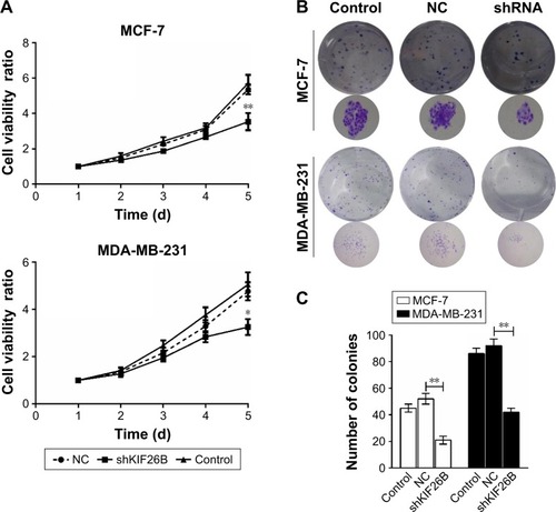 Figure 2 Depletion of KIF26B suppressed the proliferation and colony formation abilities of breast cancer cells.