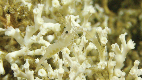Figure. The shrimp Atlantopandalus propinqvus (G.O. Sars, 1870) on a cold-water reef-building scleratinian Lophelia pertusa (Linnaeus, 1758) with retracted polyps, at a deep-water coral reef near Otterøya, Hardangerfjord, western Norway. Even though coral reefs have been known from the Hardangerfjord for more than 100 years, their complete distribution and health status is still unknown (photographer Pål Buhl-Mortensen).