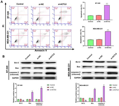 Figure 3 Silencing ACTL8 facilitated the apoptosis in MDA-MB-231 and BT-549 cells. (A) Apoptosis was assessed in transfected MDA-MB-231 and BT-549 cells by flow cytometry. (B) The expression of Bcl-2, Bax and cleaved caspase-3 in transfected MDA-MB-231 and BT-549 cells was measured by Western blot. **P < 0.01, vs Control and si-NC group.