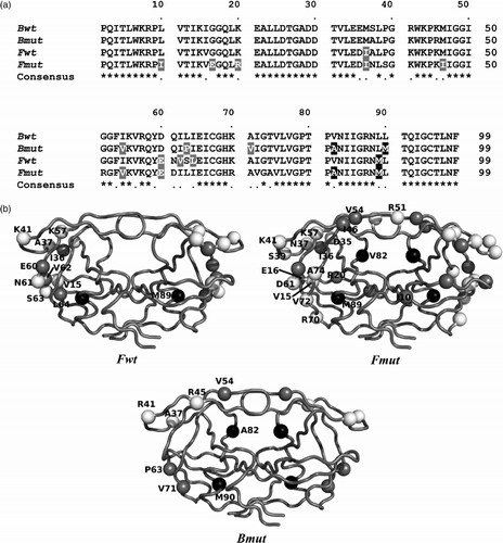 Figure 1.  Studied HIV-PRs and their mutations. (a) Amino acid sequence alignment of the four HIV-PR. The mutations, either polymorphic or arisen from treatment, are marked [Citation9]: primary in black and secondary in grey. (b) Crystallographic structures of the proteases Fwt (PDB code 3P3C), Bmut (PDB code 2P3A) and Fmut (PDB code 2P3D) [Citation29]. Primary mutations are represented by black spheres, secondary by grey spheres, and other differences in white spheres.