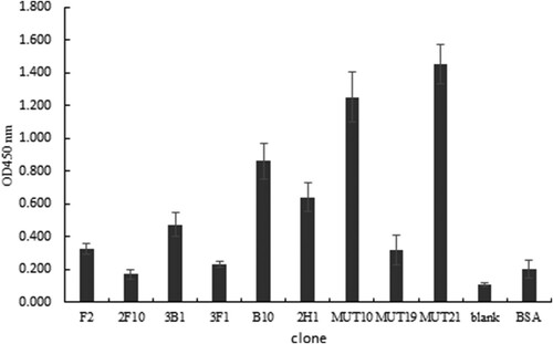 Figure 3. Determination of binding ability of anti-idiotypic phage antibodies with BBMV of Plutella xylostella larvae by ELISA (n = 3). For each clones, 106 phages/well were added to ELISA plate coated with BBMV and detected by HRP-conjugated anti-M13 monoclonal antibodies. Blank is the mean signal of wells which had been added PBS instead of phage antibodies. BSA is an irrelevant phage antibody from Tomlinson (I + J) library which recognizes BSA.