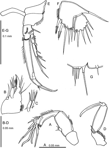 Figure 4. Quinquelaophonte aurantius sp. nov. A–F, female: A, antenna; B, maxilla; C, maxilla, distal endites; D, maxilliped; E, P1 and intercoxal sclerite; F, P.5; G, male P5.
