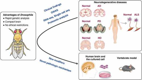 Figure 1. Reverse translational research using Drosophila.