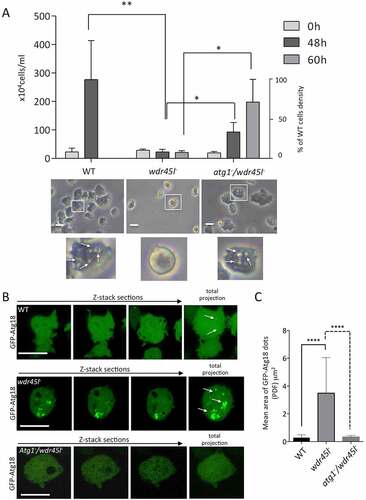 Figure 5. The Wdr45l mutant strain shows defects in axenic growth and PtdIns3P localization that are recovered in the Atg1/Wdr45l double mutant.