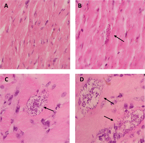 Figure 6.  Histopathological studies of myocardium and skeletal muscle of mice infected with NINOA or INC-5 T. cruzi strain. (A) Myocardium from (NINOA) T. cruzi infected mice treated with the ethyl ester of N-propyl oxamate (Et-NPOX). (B) Myocardium from (NINOA) T. cruzi infected, non-treated mice. (C) Skeletal muscle from (NINOA) T. cruzi infected mice treated with Et-NPOX. (D) Skeletal muscle from (NINOA) T. cruzi infected, non-treated mice. Similar results were obtained in myocardium and skeletal muscle from (INC-5) T. cruzi infected mice, non-treated and treated with the ethyl ester of N-isopropyl oxamate (Et-NIPOX). The drugs were administered orally 10 mg/kg per day during 60 days. Tissue slices were stained with hematoxylin–eosin and were analyzed with a ×40 objective. The arrows indicate the location of amastigote nests.