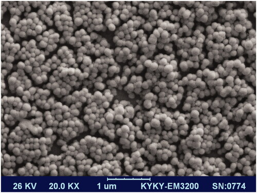 Figure 1(B). CH-SA–Dotarem® nanoparticles. Spherical shape of nanoparticle and nanoprobe is observed. Dotarem® loading did not have an influence on nanoparticle morphology.