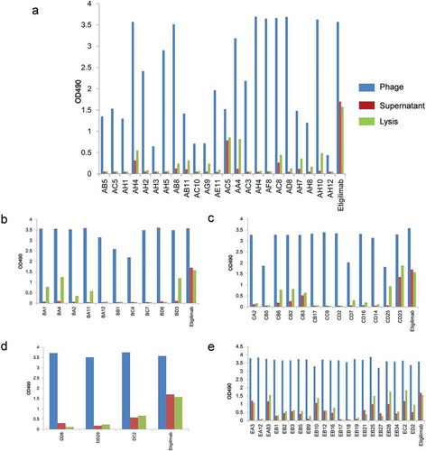 Figure 5. Monoclonal antibody ELISA assay results were screened using eukaryotic expression of TIGIT-specific antigens.It indicates the OD490 values of the positive antibody in the first (a), second (b), third (c), fourth (d), and fifth (e) rounds of monoclonal screening in the ELISA experiment. The blue column represents the ELISA result of the phage antibody, the red column represents the ELISA result of the antibody in the supernatant, and the green column represents the antibody secreted from periplasmic cavity.