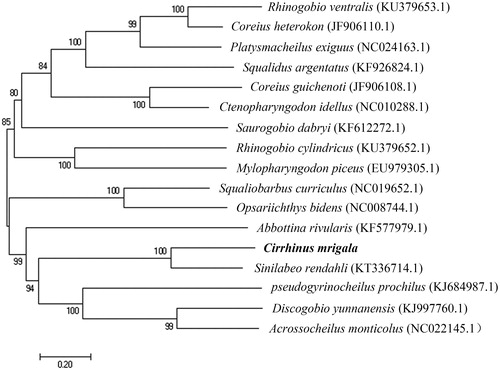 Figure 1. A phylogenetic tree was constructed using Neighbor-Joining method based on the mitochondrial genome of 17 fish species in the Three Gorges Reservoir. The sequenced species in this study was shown in bold.
