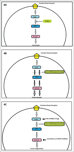 Figure 4. Outline of the role of PI3K, phosphoinositide 3-kinase; PTEN, phosphatase and tensin homolog; mTOR, mammalian target of rapamycin. (A) Exhibits role of tumor suppressor gene PTEN in regulating PI3K mediated cell cycle signaling. (B) Demonstrates role of loss of PTEN inhibition in tumor genesis. (C) Highlights potential targets of cell cycle inhibitor, including Everolimus which was used in our patient.