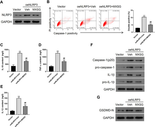 Figure 5 Maxing shigan decoction (MXSG) mitigated NLRP3 overexpression-induced pyroptosis in A549 cells. Cells were treated with MXSG (0.2 mg/mL) for 24 h. Bacteria-free broth and DMEM with 0.1% DMSO were used as controls. (A) Western blot analysis of NLRP3 expression; (B) Flow cytometry (PI staining); ELISA analysis of IL-18 (C), TNF-α (D), and IL-1β (E); (F) Western blot analysis of IL-1β, pro-IL-1β, caspase-1, pro-caspase 1 (F), and GSDMD-N (G). Data are expressed as mean ± SD (n = 3), Data are expressed as mean ± SD (n = 3), **P < 0.01 vs Vector; ##P < 0.01 vs oeNLRP3 + Vehicle.