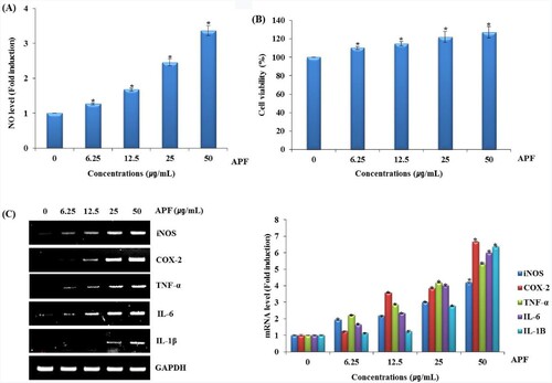 Figure 1. Effect of APF on macrophage activation in RAW264.7 cells. RAW264.7 cells were treated with APF for 24 h. (A) NO level, (B) cell viability and (C) mRNA level were measured by the Griess assay, MTT assay and RT-PCR, respectively. *p < 0.05 compared to the cells without the treatment.