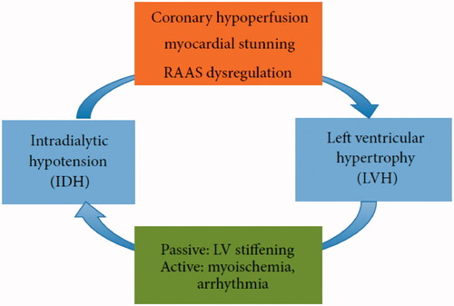 Figure 1. Diagram illustrating the interaction between IDH and LVH. (From Biomed Res Int. 2015; 2015:724147.).