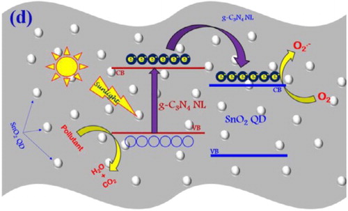 Figure 14. The mechanism of SnO2 QDs/g-C3N4 with improved photocatalytic activities. Reprinted with permission from Ref. [Citation124]. Copyright 2018 Elsevier.