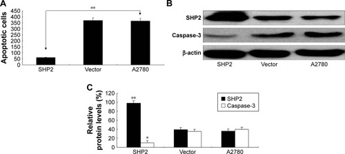 Figure 5 SHP2 overexpression is associated with increased resistance to the chemotherapeutic agent paclitaxel.