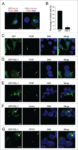 Figure 1. The effects of FIGL-1 overexpression. (A) NIH-3T3 cells were transfected with plasmids to overexpress GFP or GFP-FIGL-1 for 24 h, serum-starved for 24 h to induce the formation of primary cilia, and stained for acetylated tubulin (Ac-tub, magenta), pericentrin (PCNT, red) and DNA (blue). Scale bar: 7.5 μm. (B) The percentage of ciliated NIH-3T3 cells is reduced by overexpression of FIGL-1. Error bars represent the standard deviation. (C) HEK293T cells overexpressing GFP were immunostained for pericentrin (PCNT, red) and DNA (blue). Scale bar: 10 μm. (D and E) HEK293T cells were transfected with a GFP-FIGL-1-expressing vector for 24 h and immunostained for pericentrin (PCNT, red) and DNA (blue). FIGL-1 at a low expression level colocalizes with pericentrin (panel D, scale bar: 5 μm), but no pericentrin staining is observed in cells with a high expression level of FIGL-1 (panel E, scale bar: 10 μm). (F) HEK293T cells overexpressing GFP-FIGL-1 were immunostained for centrin (red) and DNA (blue). Scale bar: 7.5 μm. (G) HEK293T cells overexpressing GFP-FIGL-1 were immunostained for CP110 (red) and DNA (blue). Scale bar: 10 μm.