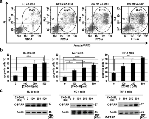 Figure 2. CX5461 induced apoptosis in acute myeloid leukemia cell lines.