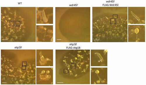 Figure 2. Developmental phenotype of Dictyostelium Atg18 and Wdr45l mutants.