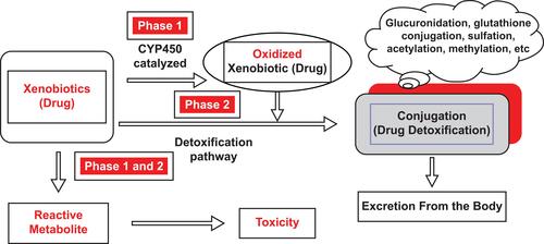 Figure 1 Phase I and Phase II metabolism.Note: Copyright © 2014. Springer. Reproduced from Taxak N, Bharatam PV. Drug metabolism: a fascinating link between chemistry and biology. Resonance. 2014;19(3):259–282.Citation13Abbreviation: CYP450, cytochrome P450.