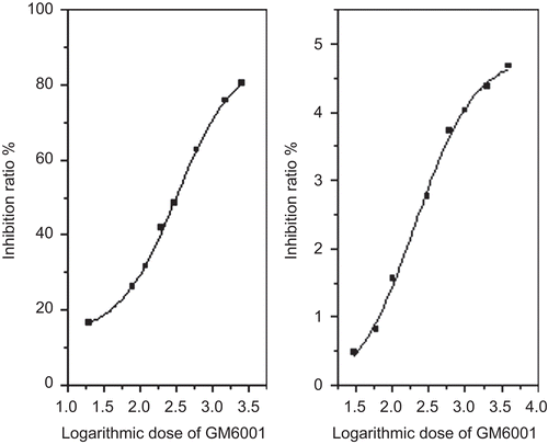 Figure 7.  The response curve of the logarithmic dose of GM6001 to TACE (right) and MMP-9 (left). There is a sigmoidal relationship between the inhibition ratio and the logarithmic concentration of GM6001. The value of IC50 of GM6001 for TACE and MMP-9 are 317 nM and 0.26 nM (260 pM), respectively.
