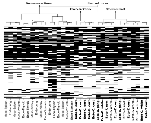 Figure 2 Hierarchical clustering of RLGS data. The heat map and dendogram (top) show the “manhattan” distance (absolute distance) between samples using the “Ward” method for clustering. The RLGS spots are arranged on the Y-axis. Black boxes indicate RLGS spots that were positive for methylation in the indicated tissue. Tissues are arranged on the X-axis. Abbreviations: B. gang, basal ganglia; C. cort, Cerebellar cortex; C. white, Cerebellar white matter; F. cort, Frontal lobe cortex; F. white, Frontal lobe white matter; T. cort, Temporal lobe cortex; Ecto, ectoderm derived tissue; Meso, mesoderm derived tissue; Endo, endoderm derived tissue.
