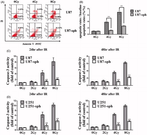 Figure 2. Radiation-induced apoptosis is less prominent in glioblatoma stem-like cells. (A) U87 and U87-sph were irradiated with X-ray with a dose of 4 Gy or 8 Gy, and harvested 48h after treatment. Then the cell apoptosis was assessed by Annexin V-FITC/PI assay. Representative images from three independent experiments are shown. (B) The bar charts show the mean cell apoptosis of three independent experiments performed in triplicate. The vertical axis represents apoptotic rates/baseline apoptotic rates (%/%). Unirradiated cells served as a control. (**p < .01, versus U87, n = 3). U87 and U87-sph (C) and U251 and U251-sph (D) were irradiated with X-ray with a dose of 2 Gy, 4 Gy, and 8 Gy. After cells were cultured for 24 h and 48 h, caspase-3 activity was measured. Untreated cells served as a control. (**p < .01, versus U87 or U251, n = 3).