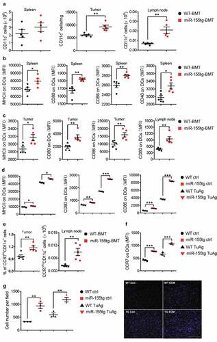 Figure 3. miR155 overexpression increases dendritic cell frequency, maturation, and migration. (a) DC frequencies in the spleens, tumors and lymph nodes of tumor bearing mice. (n = 5). (b, c) DC maturation of splenic, tumor and lymph node DCs was determined by MHCII, CD40, CD80, and CD86 staining. (n = 5). (d) miR155tg and WT BMDCs were pulsed with tumor antigen (TuAg) and stained for maturation markers (MHCII, CD80, and CD86), and analyzed with flow cytometry. (n = 3). (e) Frequencies of CCR7 highly expressed DCs (CCR7hi) in tumor and lymph node of WT or miR-155tg BMT mice. (n = 5). (f) CCR7 expression on WT and miR155tg BMDCs with or without TuAg treatment. (n = 3). (g) WT and miR155tg DCs were pulsed with tumor material, then exposed to a CCL19 gradient. Migration in response to CCL19 through a trans-well insert was quantified (left) and representative images were shown (right). (n = 3). Results are shown as means ± SEM. *p < .05, **p < .01, ***p < .005