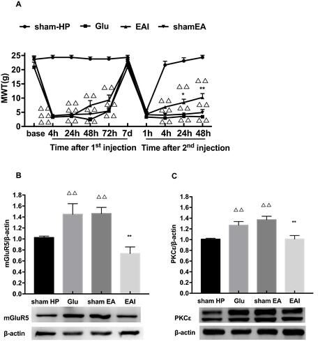 Figure 5 (A) EA stimulation can increase the reduction of MWT induced by hyperalgesic priming caused by glutamate at different time points. (B) EA decreased the expression of mGluR5 protein in the L4-6 DRGs. (C) EA decreased the expression of PKCε protein in the L4-6 DRGs. Data are presented as mean ± SEM, n=6; ΔΔP<0.01 vs sham HP group; **P<0.01, *P<0.05 vs Glu group.