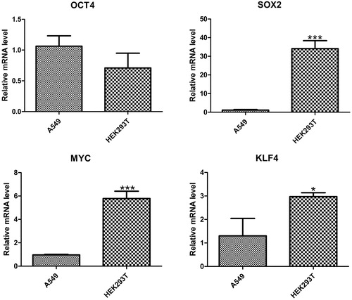 Figure 2. Expression of Yamanaka factors in A549 cells and HEK293T cells.Note: Quantitative data (mean ± SEM) from at least three independent experiments were normalized to β-actin. *p < 0.05; **p < 0.01; ***p < 0.001.