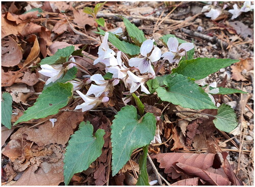 Figure 1. The habitat of V. albida distributed in Mt. Bukhan, Seoul, Korea (photo by Sangtae Kim). The species has showy white flowers and undissected leaves with shallow-serrated margins.