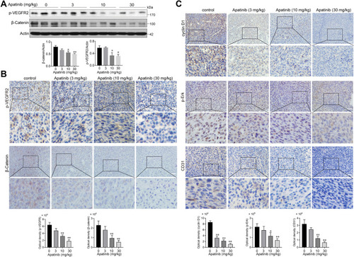 Figure 8 Apatinib inhibited the VEGFR2-β-catenin pathway in vivo. (A) The expression of β-catenin and p-VEGFR2 in tumor tissues was detected by immunoblotting. (B) The Immunohistochemistry staining and quantitative analysis of p-VEGFR2, β-catenin. (C) The Immunohistochemistry staining and quantitative analysis of cyclin D1, p-Erk and CD31 in tumor tissues of each group. *P < 0.05, **P < 0.01 versus control group.