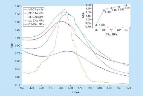Figure 2.  UV-Vis spectroscopy depicts maximum absorbance within 530–535 nm.