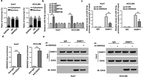 Figure 5. SNHG22 recruited DNMT1 via EZH2 to promote miR-16-5p DNA promoter methylation. (a) the subcellular location of SNHG22 in Huh7 and HCCLM6 cells. (b) RT-qPCR analysis for miR-16-5p expression in cells transfected with sh-DNMT1, sh-DNMT3A and sh-DNMT3B. (c) ChIP-RT-qPCR analysis testified the effect of SNHG22 silencing on the binding of DNMT1 to miR-16-5p promoter. (d) The interaction between SNHG22 and EZH2 was verified by RIP assay. (e) The binding capacity between DNMT1 and EZH2 was validated by Co-IP assay when SNHG22 was silenced. **p < 0.01, ***p < 0.001