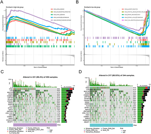 Figure 2 Molecular characteristics of different IRGPI subgroups. (A and B) Sets of genes exhibiting enrichment within the high- and low-risk subcategories, respectively (P <0.05). (C and D) Remarkably altered genes in samples of mutated LUAD across distinct IRGPI subgroups. The genes with mutations (top 20, represented as rows) are sorted based on mutation rates; the samples (columns) are arranged to emphasize the exclusiveness of mutations. The right side demonstrates the proportion of mutations, while the top depicts the overall count of mutations. The color scheme provides insight into the type of mutation.