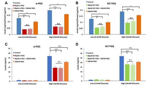 Figure 2 The insulin receptor antagonist S961 failed to block the inhibitory effects of the compounds on glucose-stimulated insulin secretion (GSIS). INS-1832/13 cells were exposed to low (2.5mM) and high (16mM) glucose along with either (A) 40µM α-PGG, 40µM α-PGG ± 100nM S961, or S961 alone or (B) 6CL-TGQ, 6CL-TGQ + 100nM S961, or S961 alone. (C and D) Islets isolated from CD-1 mice were exposed to the same conditions described for α-PGG in (A) and for 6Cl-TGQ in (B), respectively. For each condition, 20 islets in triplicate were used. Data are expressed as means ± SEM, N. S. = not significant *P<0.05, ***p<0.001.