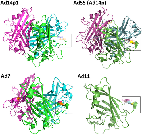 Fig. 6 Structural models of homotrimeric HAdV7, -14p1, and -55 (-14p) fiber knobs and monomeric HAdV11 fiber knob.PyMOL v0.99 was used to generate the cartoon representation of the fiber knob structures. The partial residues for the F-G loop are shown in frame and are numbered according to the fiber. The EK deletion in HAdV14p1 breaks the alpha helix, as indicated