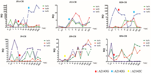 Figure 2. Changes in efflux pump gene expression and 23S rRNA gene mutation during the process of clarithromycin-induced resistance (RQ: relative quantitative mRNA expression, CH: clarithromycin; different arrows represent different point mutations).