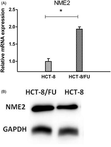 Figure 3. NME2 expression level was elevated in HCT-8/FU cells. (A) qRT-PCR analysis was performed for NME2, which was differentially expressed between HCT-8 and HCT-8/FU cells. The expression level of NME2 was normalized to the level in HCT-8 cells. (B) Western Blotting analysis was performed for NME2, Western Blotting results were consistent with qRT-PCR, showed that the NME2 protein level was also significantly upregulated in HCT-8/FU cells compared with the HCT-8 cells. Statistical analyses were carried out using t-test, *p < .05.