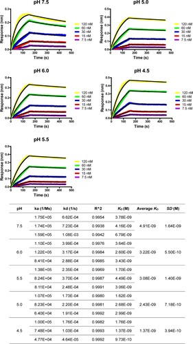Figure 4. Bio-layer Interferometry sensorgrams and binding affinities of 5HB-H2 with HR2P at pH 7.5, 6.0, 5.5, 5.0 and 4.5, respectively. Three independent experiments are performed and the recorded profiles from one representative experiment are shown. The slow-on/slow-off kinetic data are analyzed by the 1:1 binding model. The calculated kinetic parameters are summarized.