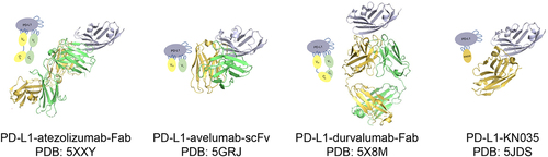 Figure 8. The topology of structures of PD-L1-antibodies.