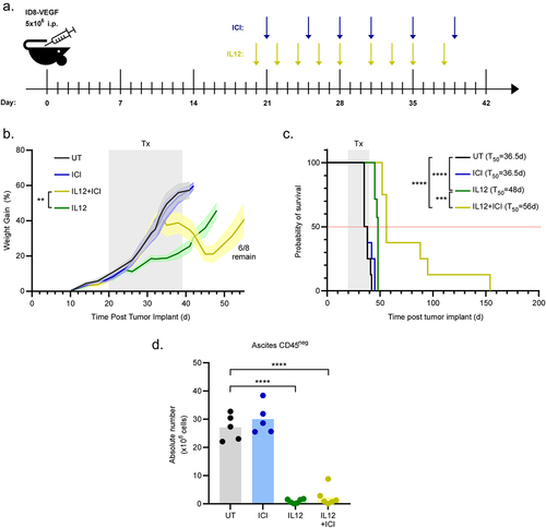 Figure 1. Combination treatment of IL12 with dual-ICI results in enhanced durability of response in the ID8-VEGF advanced ovarian cancer preclinical tumor model. Female C57BL/6 mice were injected intraperitoneally with 5 × 10Citation6 ID8-VEGF tumor cells, randomized into treatment cohorts (n = 7 or 8 for each group), and evaluated daily for clinical signs of disease progression. (a) treatment schema was designed to mimic intervention at advanced stage disease. Recombinant murine IL12 with or without immune checkpoint monoclonal antibodies were administered via intraperitoneal injection starting at day 20 as described in materials and methods. Arrows represent days which mice received indicated intervention. (b) weight gain due to abdominal accumulation of ascites was used as proxy of tumor progression and measured at regular intervals. Response to treatment with IL12 alone or with anti-PD1 + anti-CTLA4 monoclonal antibodies, was monitored by changes in weight gain. (c) overall survival was tabulated based on time taken for animals with progressing disease to reach humane endpoint and survival was calculated using Kaplan-Meier analysis with statistical significance evaluated by log-rank (Mantel-Cox) test. (d) a subset of mice from each treatment group was sacrificed 35 days following ID8-VEGF tumor implantation. The total volume of ascites fluid was collected from the abdomen and subjected to flow cytometry to measure the total number of tumor cells (CD45neg) within the abdominal cavity. P values were calculated using student’s t-test. Statistically significant differences between indicated treatment groups were marked with asterisks (*p < 0.05, ***p < 0.005, ****p < .001).