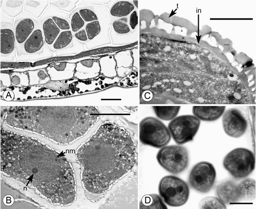 Figure 1. A–C. TEM and D. LM micrographs of Trithuria pollen. A–C. T. submersa (plants cultivated at RBG Kew): (A, B) Tetrads of developing microspores within anther locule; each tetrad ensheathed in callose; nuclear membrane (nm) and nucleolus (n) are visible; (C) Detail of pollen grain almost at anthesis showing tectate‐columellate exine with thick tectum (t) and very thin intine (in). D. T. konkanensis (Yadav s.n., 2006), binucleate male gametophytes. Scale bars – 10 µm (A, D); 5 µm (B); 2 µm (C).