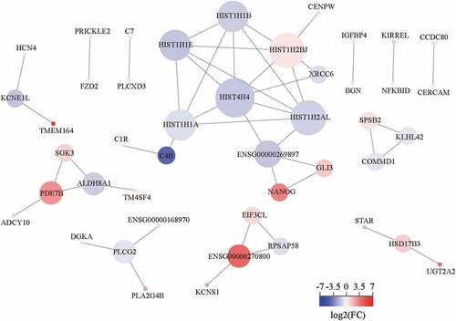 Figure 12. CENPW PPI network analysis in HCC. The size of different nodes indicated the degree centrality and the color of the nodes indicated the relative expression level of the DEGs.