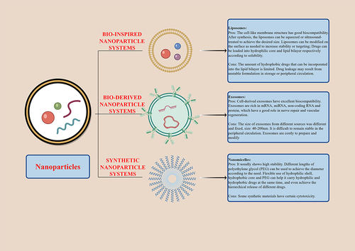 Figure 6 The contrast of engineered nanoparticles: Liposomes, Exosomes and nanomicelles. By Figdraw.