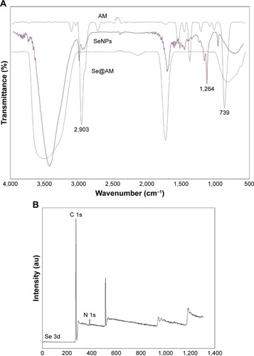 Figure 3 The FTIR spectra and XPS of Se@AM.Notes: All IR spectra were acquired in the form of potassium bromide plates. (A) FTIR spectrums. (B) XPS detection.Abbreviations: AM, amantadine; FTIR, Fourier transform infrared; Se@AM, AM-modified SeNPs; SeNPs, selenium nanoparticles; XPS, X-ray photoelectron spectroscopy.