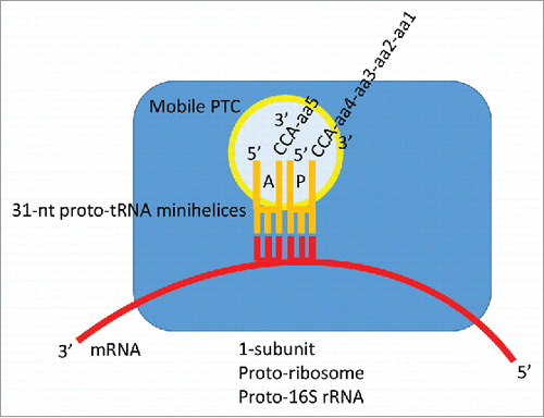 Figure 8. A proposed model for mRNA-encoded translation in the 31-nt proto-tRNA minihelix world. A similar model, with expected lower fidelity (no acceptor stems), could be constructed based on amino-acylated 17-nt microhelices with 3´-CCA ends.