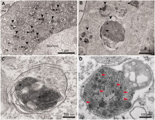 Figure 4. Cytoplasmic inclusions of TDP-43 imaged with TEM accumulate in lysosomes and show a non-fibrillar morphology. (A) Representative electron micrograph showing lysosomal accumulation (arrowheads) in NSC-34 cells expressing TDP-43 after 40 h from transfection. Note the round shaped electron-dense inclusions within lysosomes (arrows). Plasma membrane (PM) and nucleus are also indicated. (B) Higher magnification image showing lysosomes (arrowheads) engulfed with electron-dense material and putative TDP-43 inclusions (arrows). (C) Further enlargement of an image showing a lysosome with non-fibrillar dense inclusions (arrows). (D) Positive control with a high magnification image of a lysosome from a primary neuron of PS19 mice expressing P301S mutant human tau (gene MAPT), showing filamentous inclusions (red arrowheads).