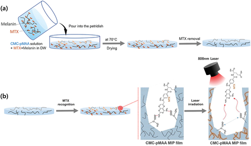 Figure 1. Schematic illustrations of (a) the preparation of the CMC-pMAA MIP film and MTX removal and (b) MTX recognition by and release from the CMC-pMAA MIP film via the hyperthermal effect through 808 nm laser irradiation.