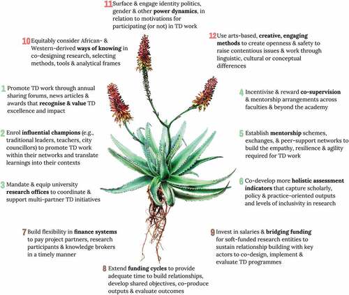 Figure 2. Twelve recommendations emerging from our learning processes for creating the ‘TD space we want’. Numbers 1–6 in the green font represent recommendations related to “Reconfiguring academic institutions to foster TD” (which we visualise as the core or stem of the aloe); numbers 7–9 in brown font represent recommendations related to “Funding TD for sustaining knowledge co-production partnerships” (which we visualise as the aloe roots which feed the plant); and numbers 10–12 in red font relate to ways to strengthen TD practice for transformative (the flowers of the aloe).