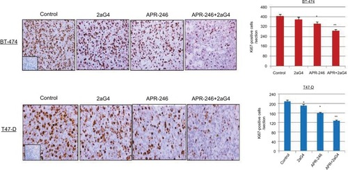 Figure 7 APR-246 and 2aG4 combination treatment reduces the expression of Ki67 proliferation markers in breast tumor xenografts in nude mice.